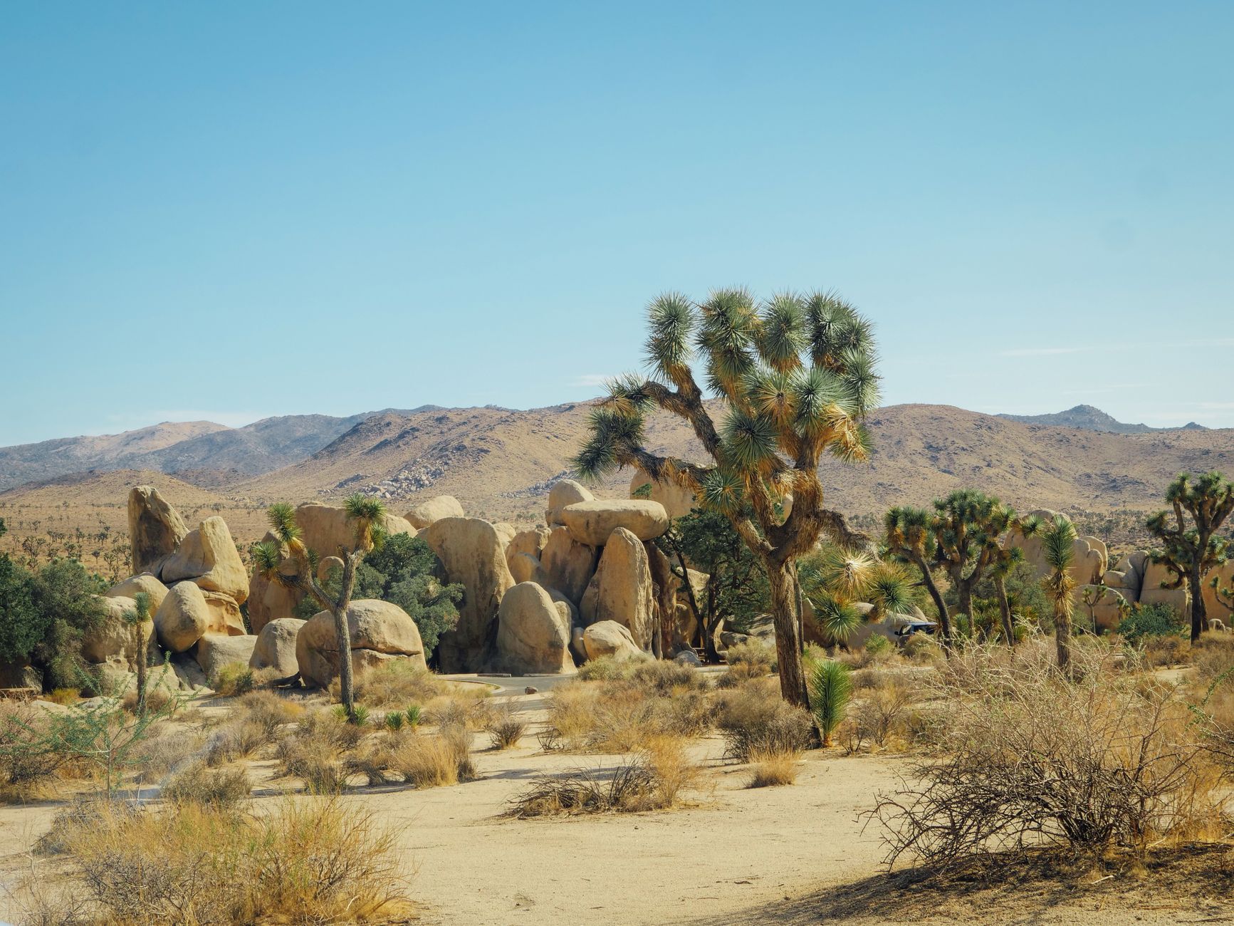 Joshua Tree National Park